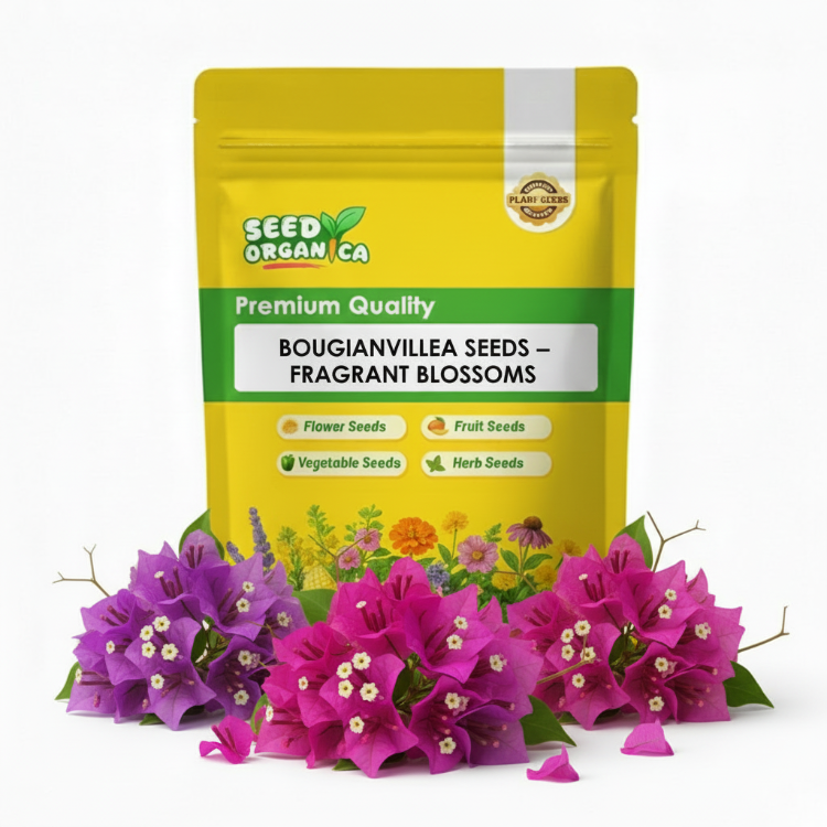 Bougainvillea Seeds – Fragrant Blossoms