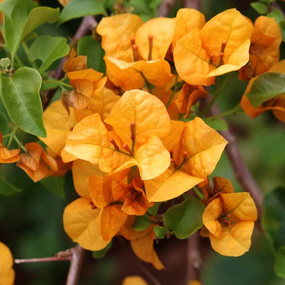 Bougainvillea Seeds – Mahara Orange
