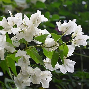 Bougainvillea Seeds – Mauna Kea White
