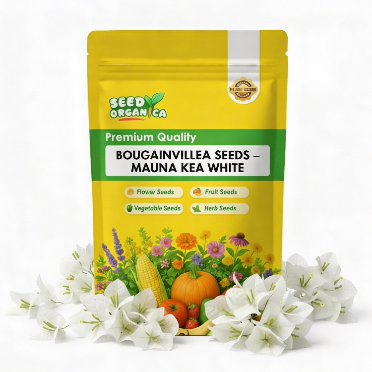 Bougainvillea Seeds – Mauna Kea White