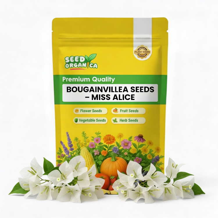 Bougainvillea Seeds – Miss Alice