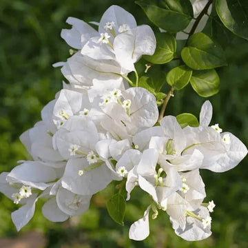 Bougainvillea Seeds – Miss Alice (Pure White)
