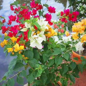 Bougainvillea Seeds – Mixed Colors

