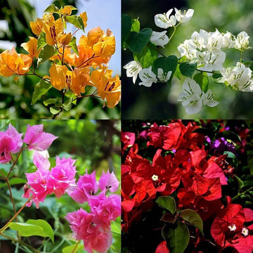 Bougainvillea Seeds – Mixed Colors Perennial
