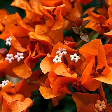 Bougainvillea Seeds – Orange Pink Heirloom Wildflower
