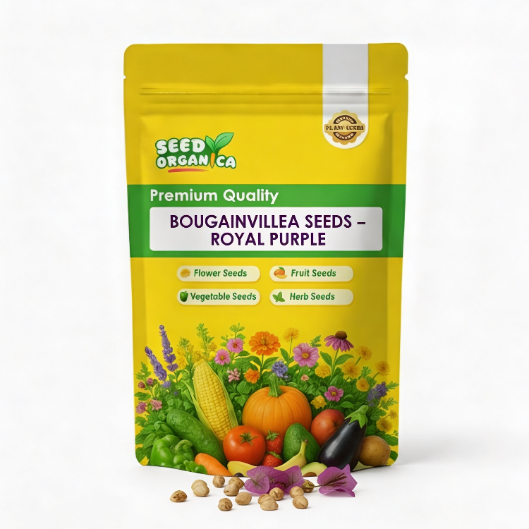 Bougainvillea Seeds – Royal Purple