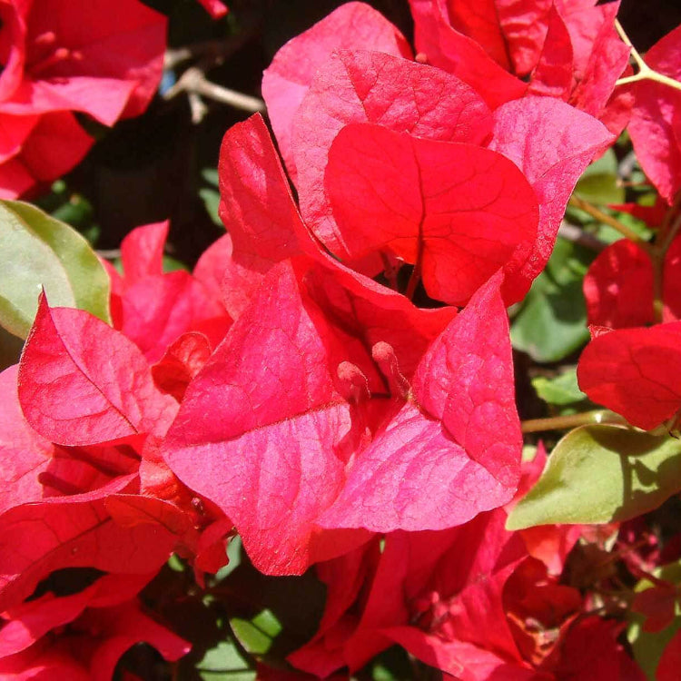 Bougainvillea Seeds – Scarlett O’Hara

