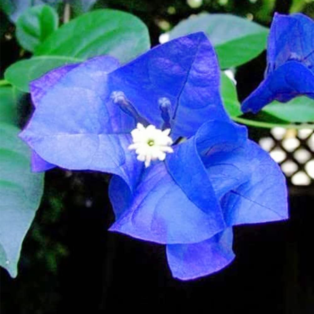 Bougainvillea Seeds – Tropical Climbing Vine
