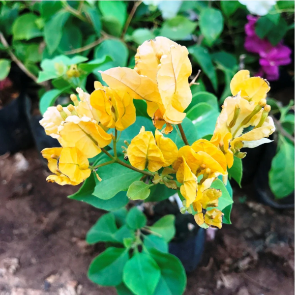 Bougainvillea Seeds – Yellow

