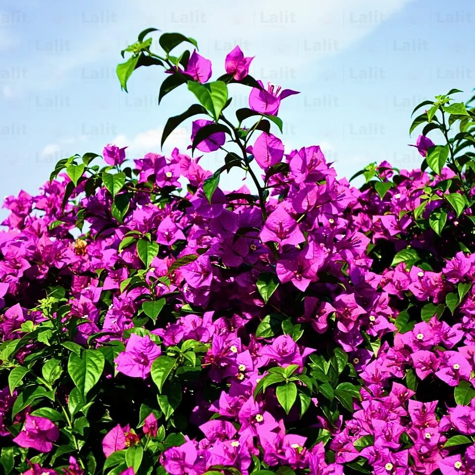 Bougainvillea Spectabilis Seeds - Flower Plant
