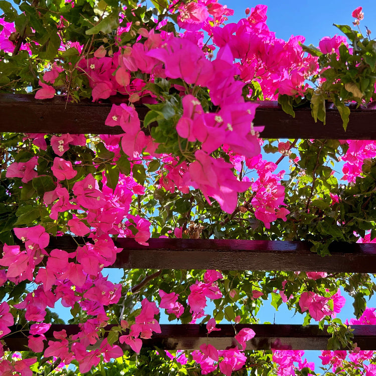 Bougainvillea Spectabilis Seeds - Flower Plant