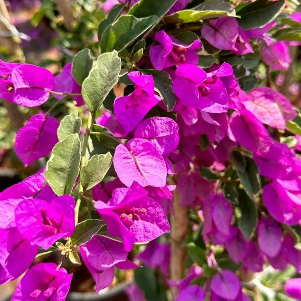 Bougainvillea Spectabilis Seeds - Flower Plant