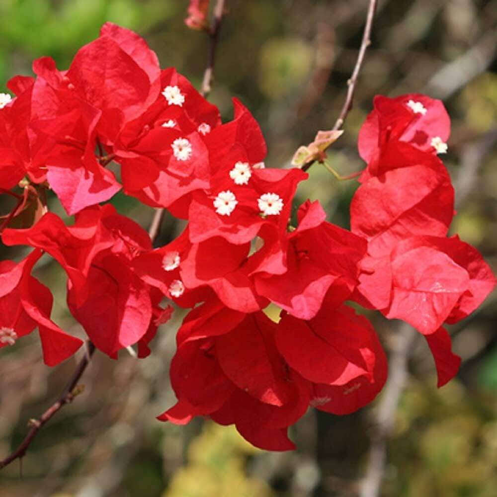 Bougainvillea Seeds – Texas Dawn (Crimson Red)
