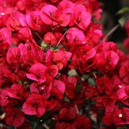 Bougainvillea Seeds – Texas Dawn (Crimson Red)
