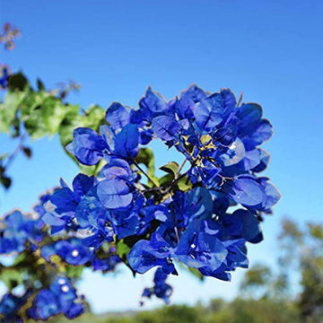 Bougainvillea Seeds – Tropical Climbing Vine
