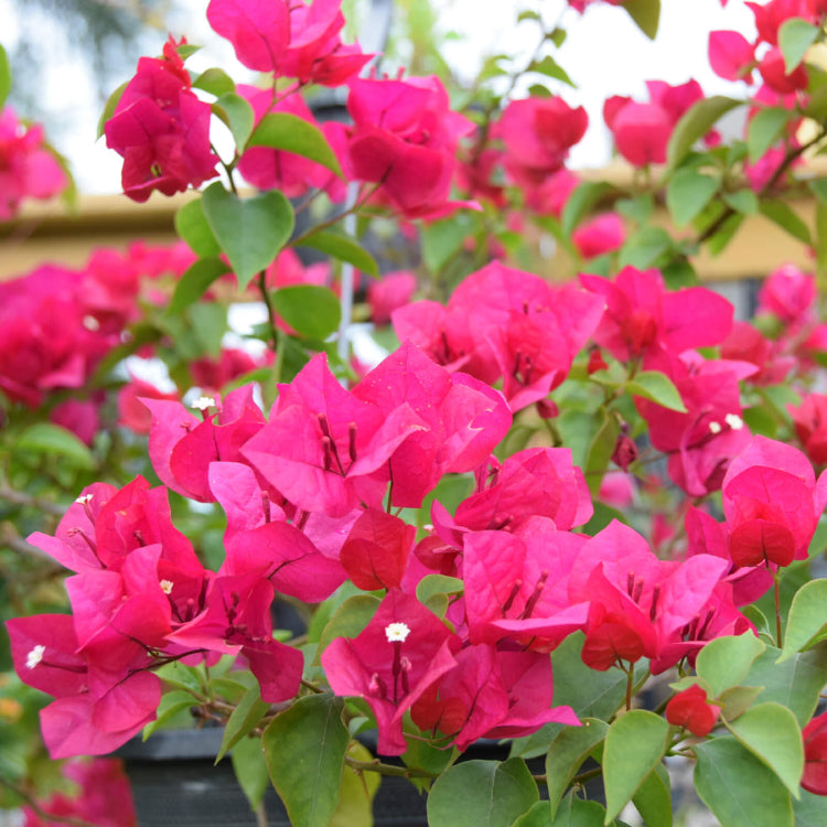 Bougainvillea Vine Seeds - Flower Plant