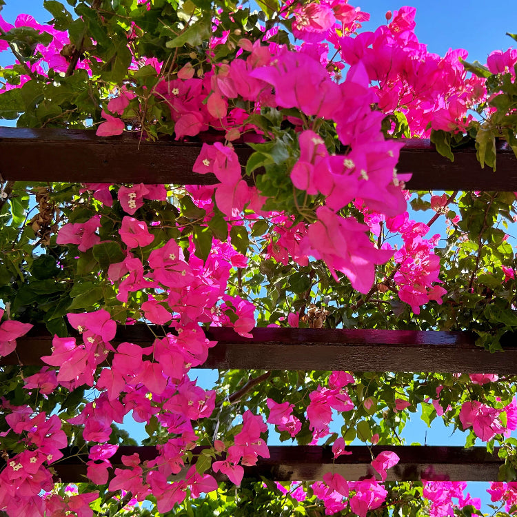 Bougainvillea Vine Seeds - Flower Plant