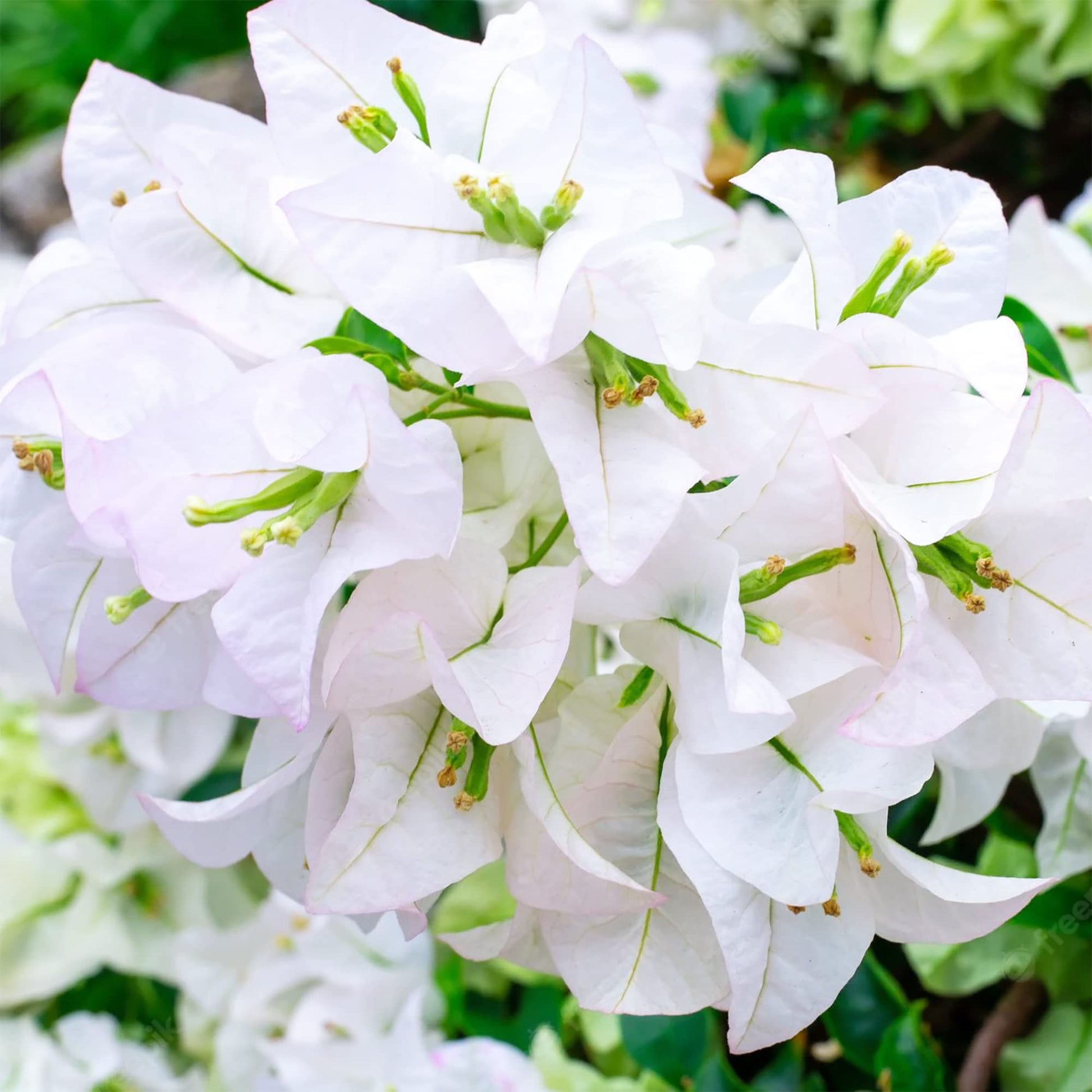 Bougainvillea Seeds – White
