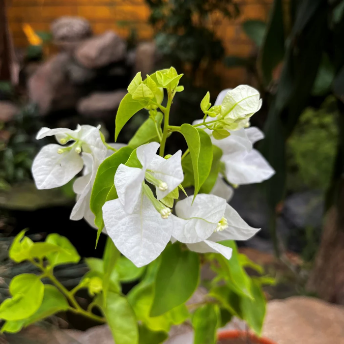 Bougainvillea Seeds – White