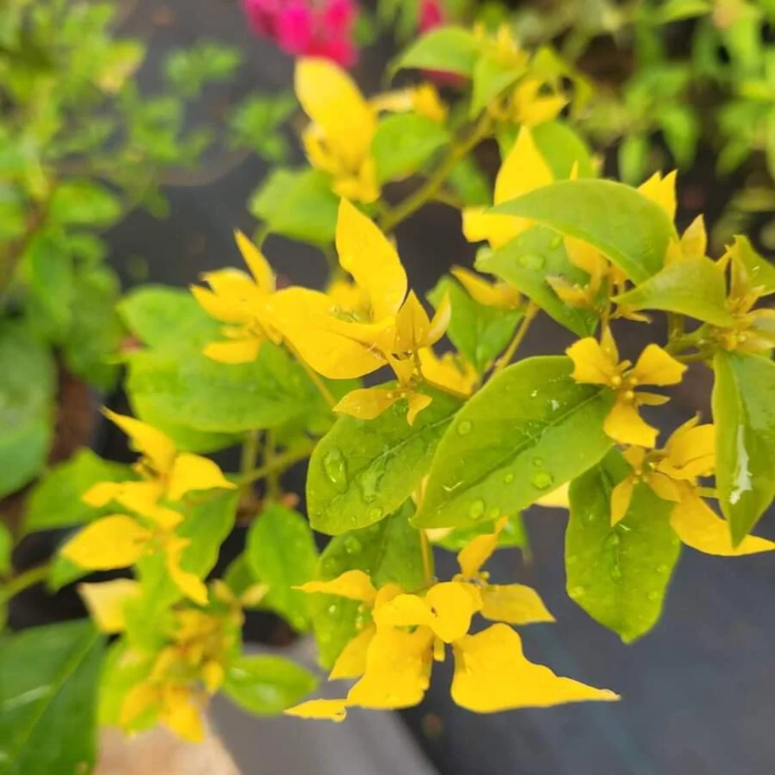 Bougainvillea Seeds – Yellow

