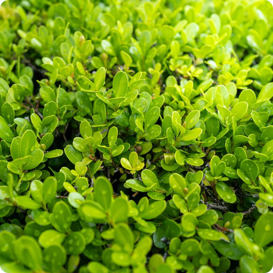 Boxwood Seeds – Japanese
