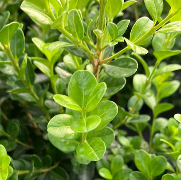 Boxwood Seeds – Japanese
