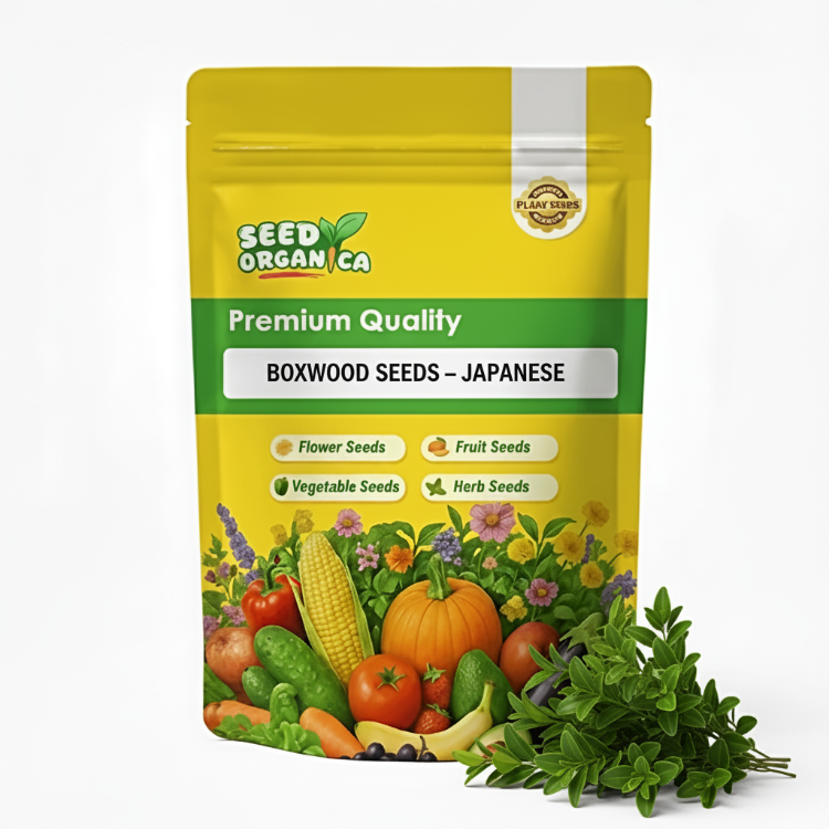 Boxwood Seeds – Japanese