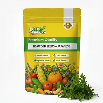 Boxwood Seeds – Japanese