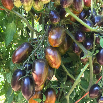 Brad’s Atomic Grape Tomato Seeds - Vegetable Plant