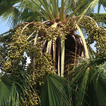 Brahea Armata Seeds
