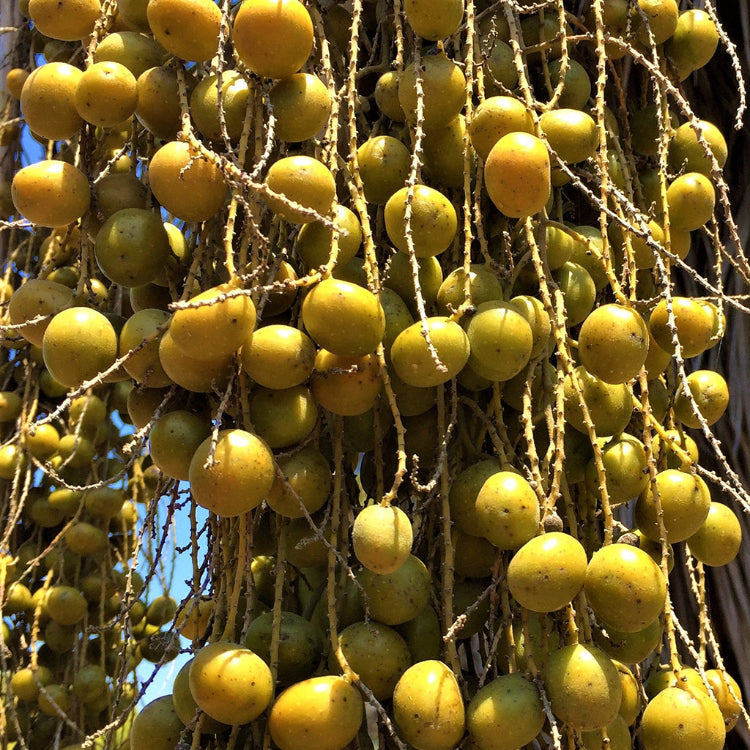 Brahea Armata Seeds – Blue Palm
