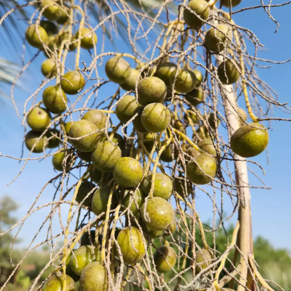 Brahea Armata Seeds – Blue Palm
