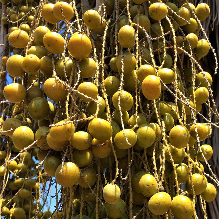 Braeburn Apple Seeds | Crisp Fruit Tree Variety