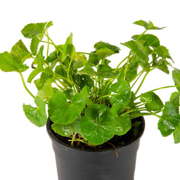 Brahmi Seeds -  Herbal Plant For Home Gardens