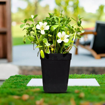 Brahmi Seeds -  Herbal Plant For Home Gardens