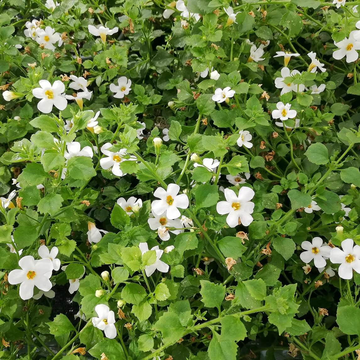 Brahmi Seeds -  Herbal Plant For Home Gardens