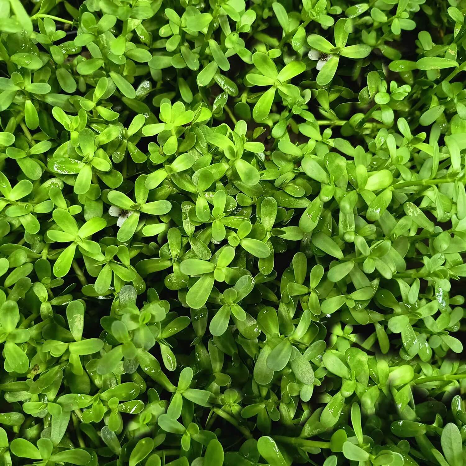 Brahmi Seeds -  Herbal Plant For Home Gardens