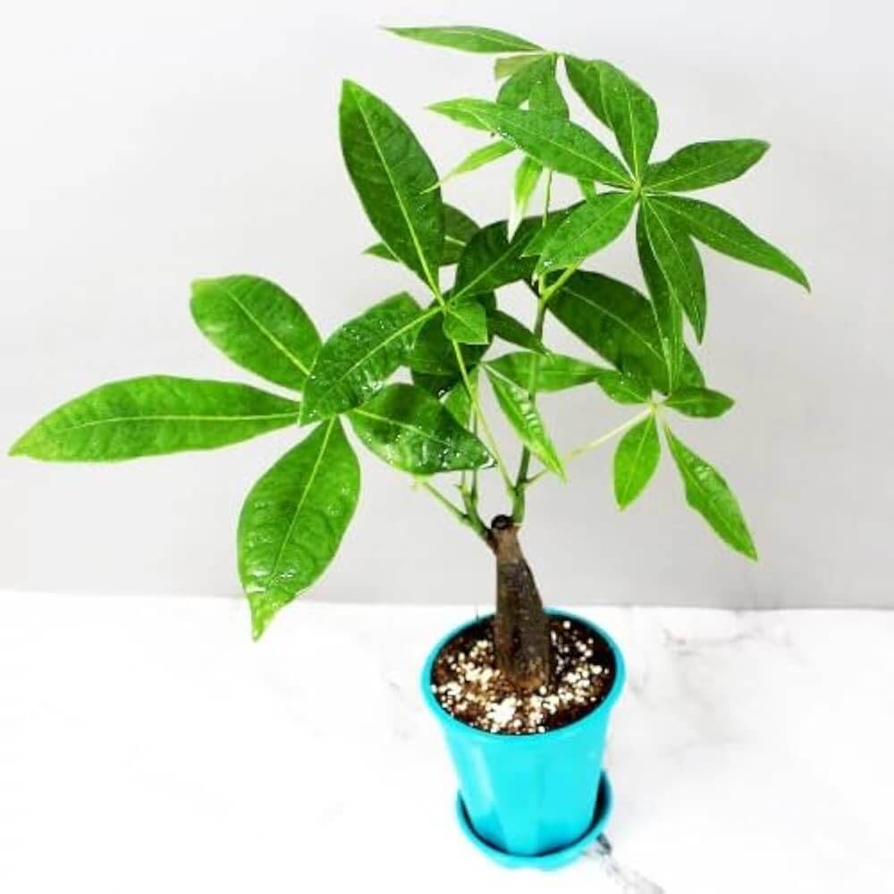Braided Money Tree Seeds
