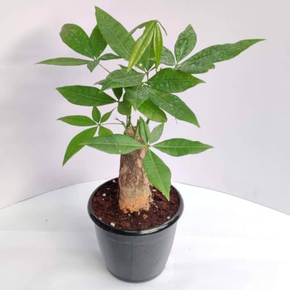 Braided Money Tree Seeds