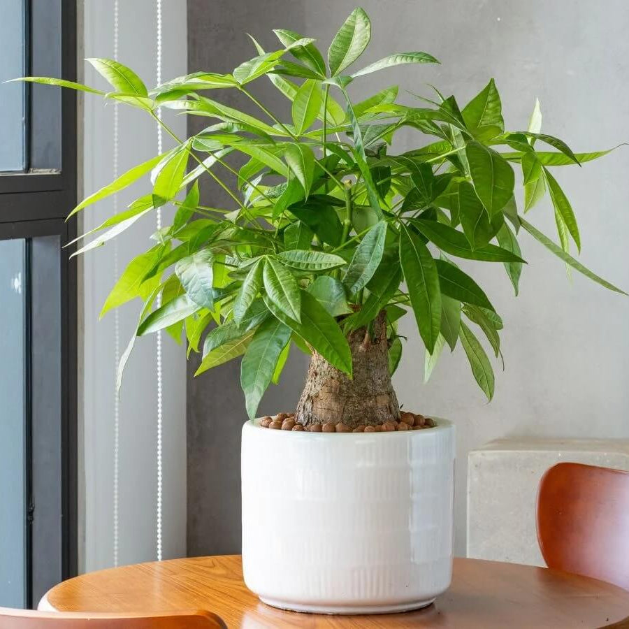 Braided Money Tree Seeds
