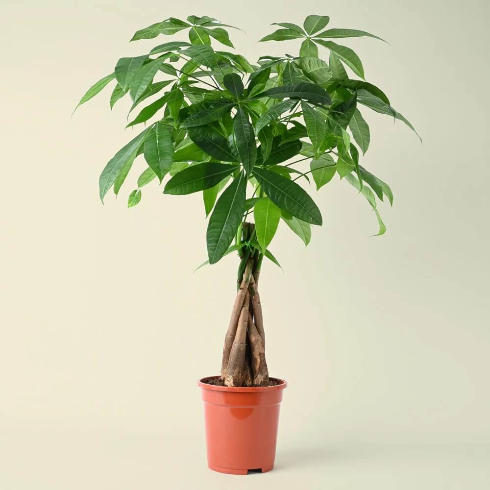 Braided Money Tree Seeds