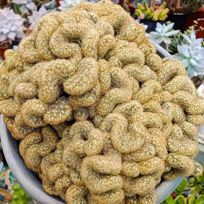 Brain Cactus Seeds – Rare Crested
