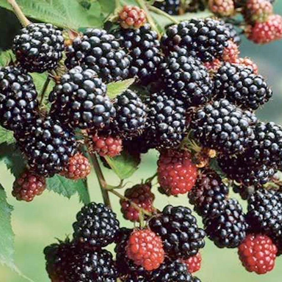 Bramble Seeds – Blackberry
