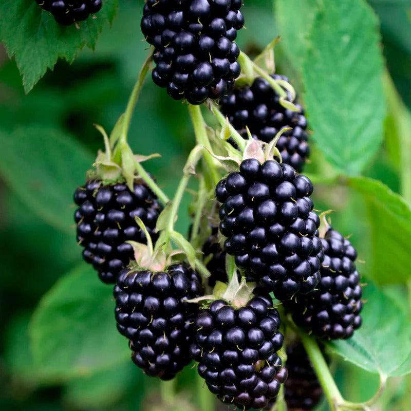 Bramble Seeds – Blackberry
