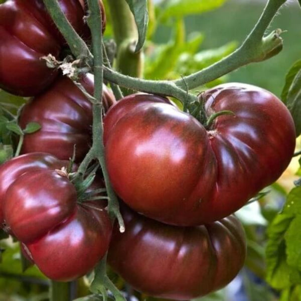 Brandywine Tomato Seeds