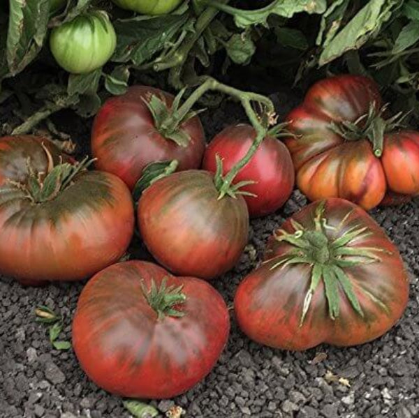 Brandywine Tomato Seeds