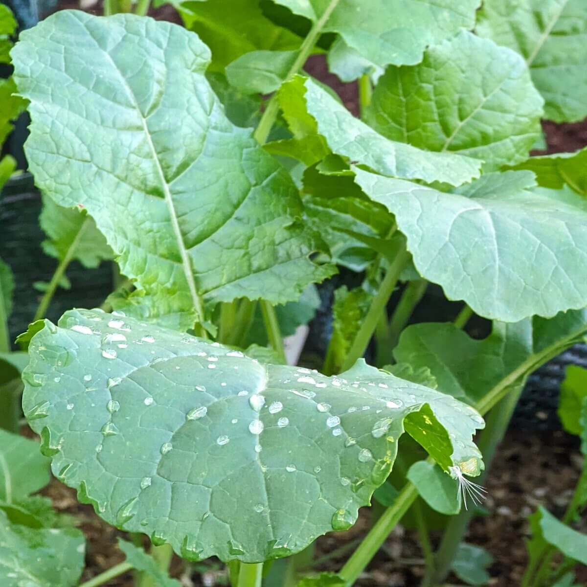 Brassica Alboglabra Seeds - Vegetable Plant