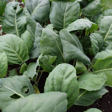 Brassica Alboglabra Seeds - Vegetable Plant