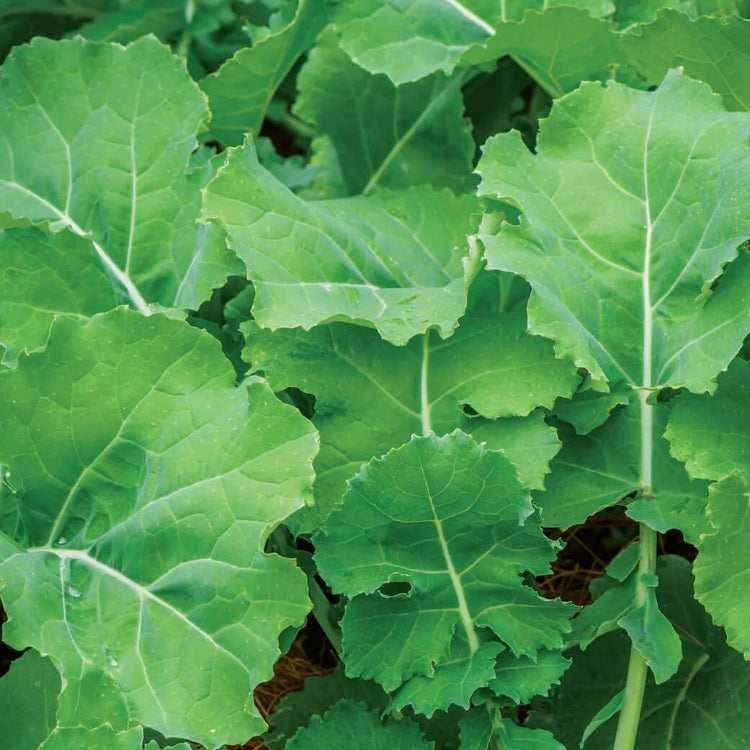 Brassica Alboglabra Seeds - Vegetable Plant