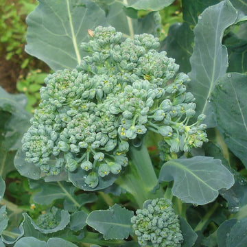 Brassica oleracea Broccoli Seeds – Vegetable Plant